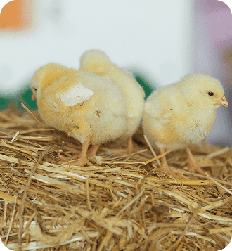 home-page-gallery-image-5