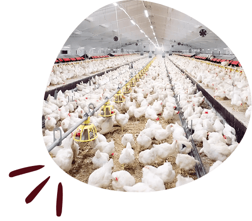 about-us-page-welfare-section-image-2