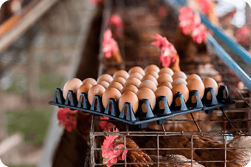 blog-chicken-image