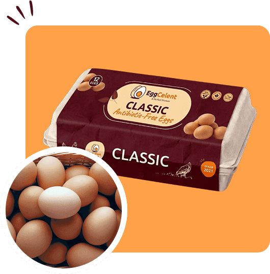 export-eggs-pakistan-section-image-4