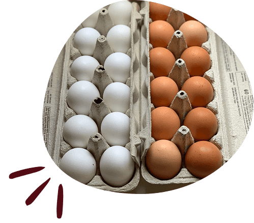 export-eggs-pakistan-section-image-2