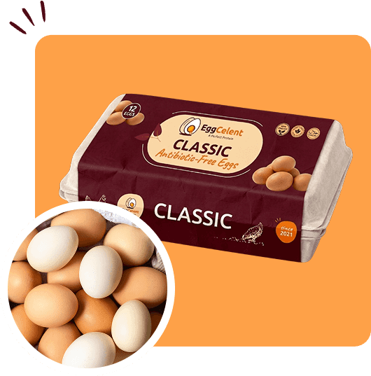 wholesale-eggs-in-pakistan-section-image-4