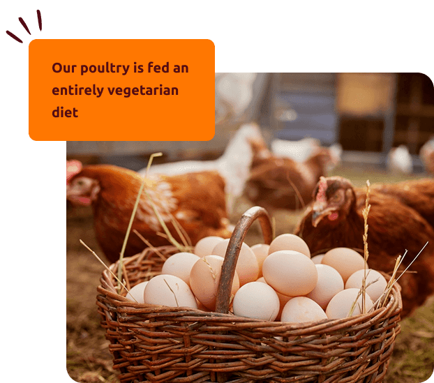 home-page-welfare-section-image-2