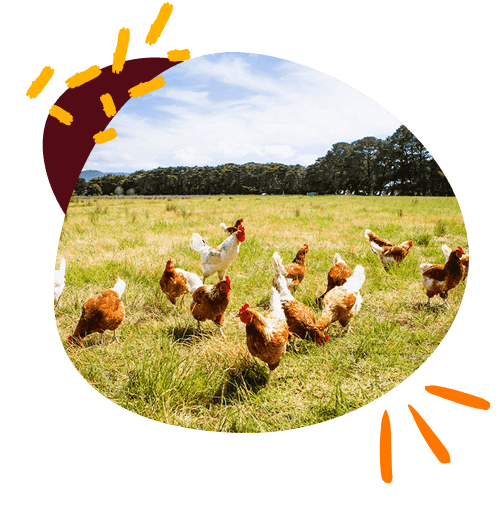 about-us-page-welfare-section-image-3