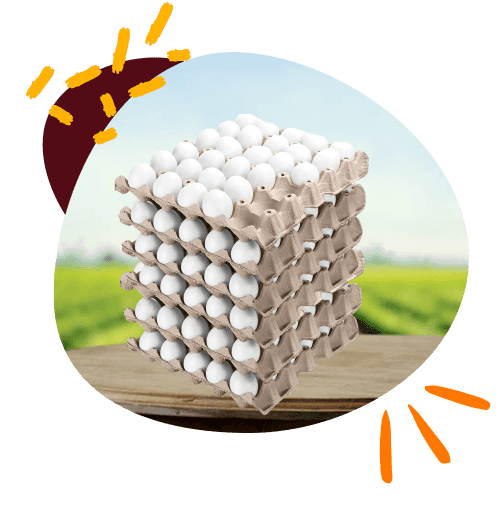 poultry-page-welfare-section-image-1