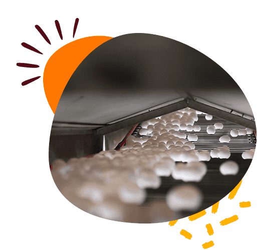 about-us-page-welfare-section-image-1